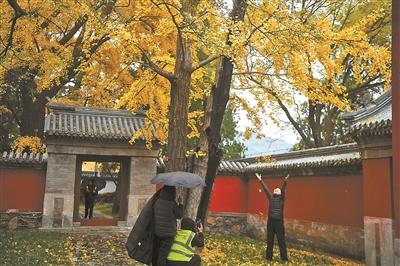 北京多维度发力增加“赏秋+”内涵 科技创新助力北京秋天“慢下来”