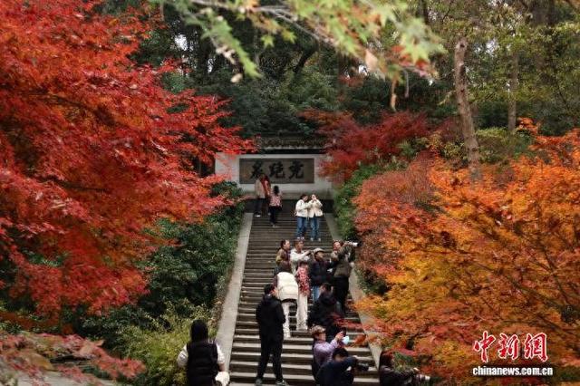 浙江杭州：红枫层林尽染 引游客竞相打卡