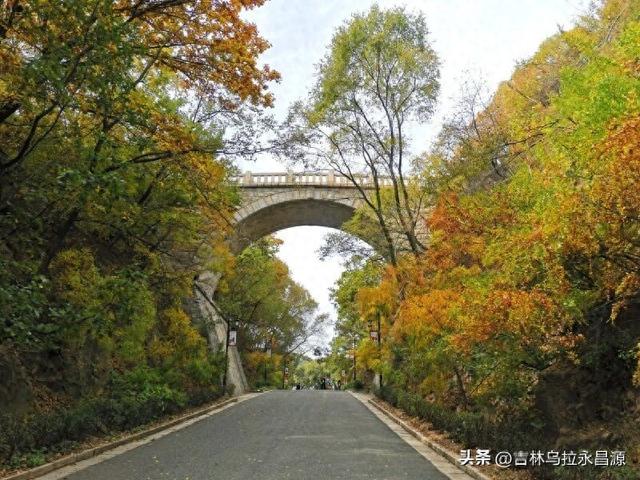 见过吗？吉林市北山公园罗锅桥下曾有一棵“挡道”的大树