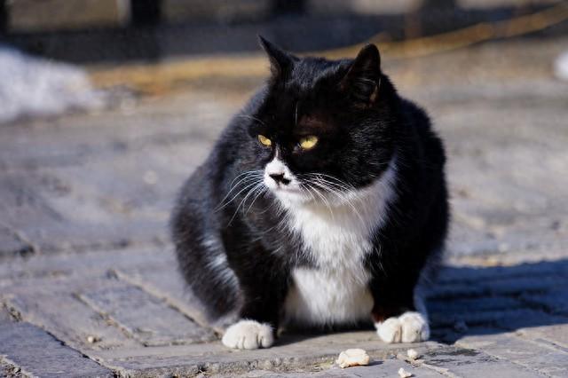 猫咪逃脱全部攻略（为什么猫咪离家出走后不要急着走寻找）