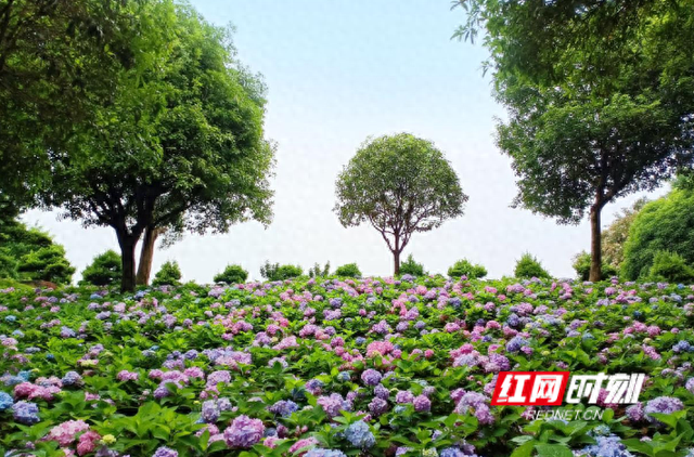 说点“镇”事儿丨黄花文旅，何以“出圈”？