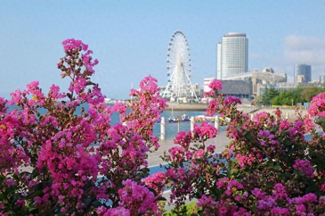 山东青岛盛夏繁花恣意绽放 海景相衬美不胜收