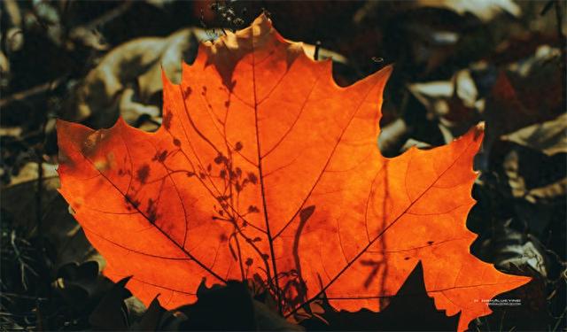 你也在追寻什么吗？也许答案就在下一片枫叶里