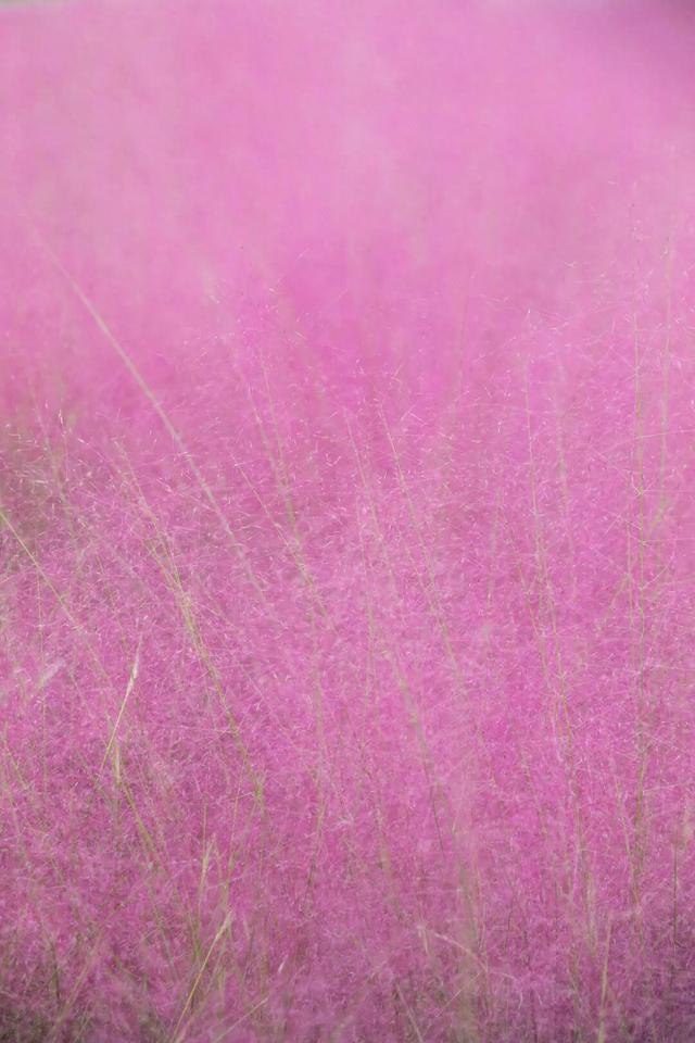 “粉色秘境”已上线！初冬必打卡！位置就在…