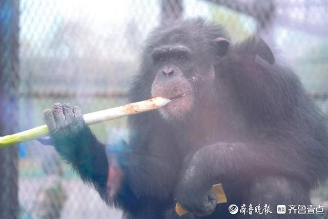 冬季大葱盛宴开启！济野黑猩猩爱吃章丘大葱