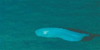 海底生存最新破解版下载（这些鱼）