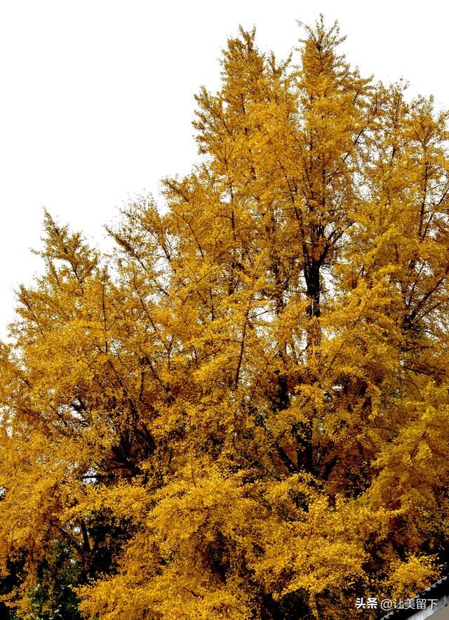 贵州贵阳乌当区百宜镇拐吉村的银杏树叶梯次金黄