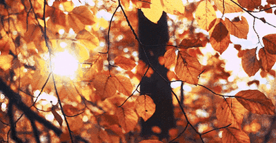 层林尽染，走进保康的秋日诗篇！