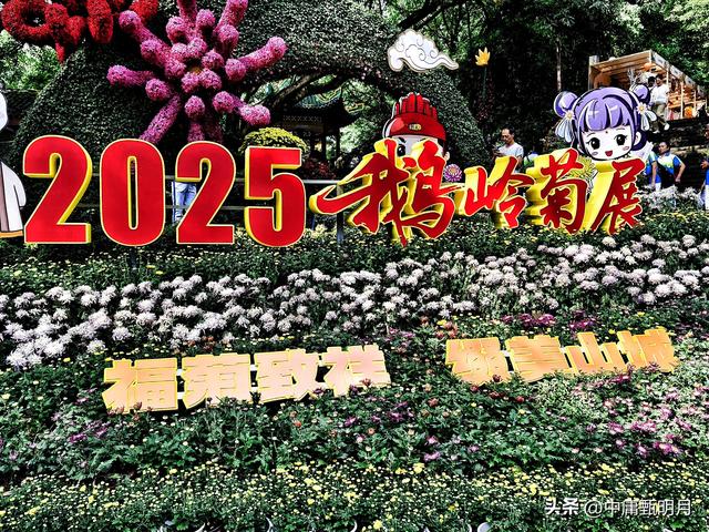 你看见过多少种菊花？