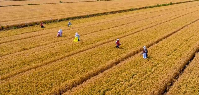 千万别大意！稻田里藏境外间谍，偷几粒种子竟能端14亿人饭碗？