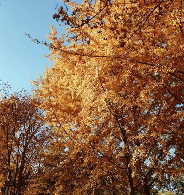 王林平随笔《初冬的追求》