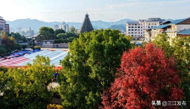 县城“枫”景美 初冬韵渐浓