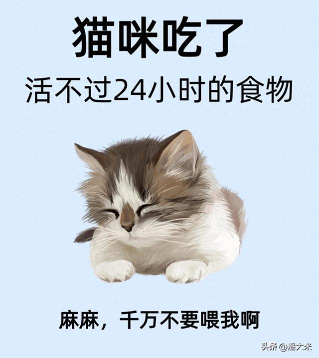 小猫咪可以啃骨头吗（养猫必看这些食物让猫活不过24小时）