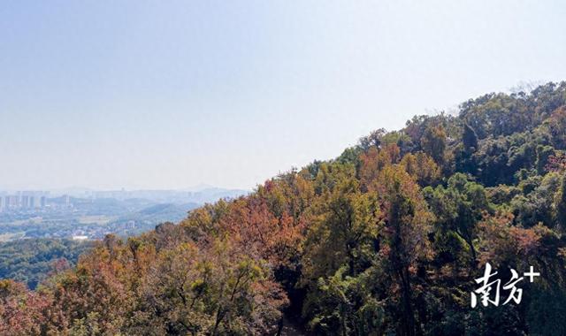 高州人私藏的“枫”景，藏不住了！