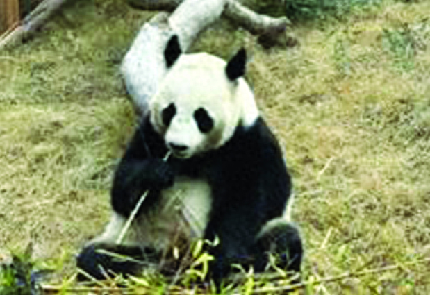 扬州世博园熊猫乐园——奇趣与欢乐的主题乐园 十月一日盛大开园邀您共赴萌趣之旅