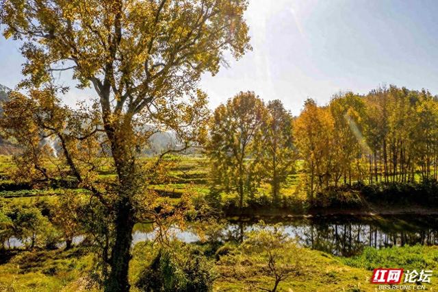 枫红时节，邂逅通道的诗意初冬