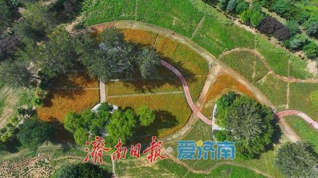 济南植物园初秋花浪正当时