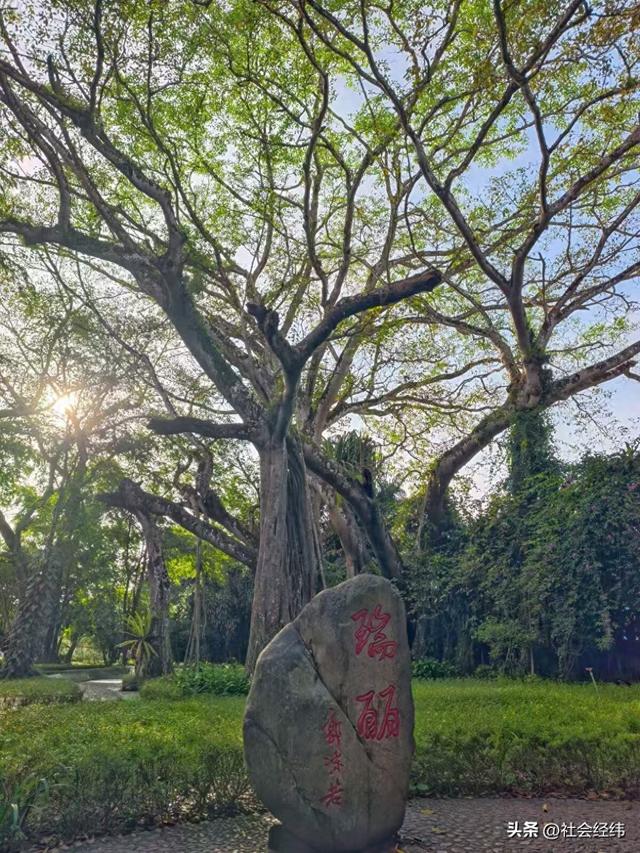 每日一景|百年榕树枝繁叶茂，瑞丽独树自成林海