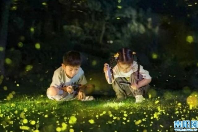 长坡岭森林公园，5万只萤火虫上演“森林流星雨”