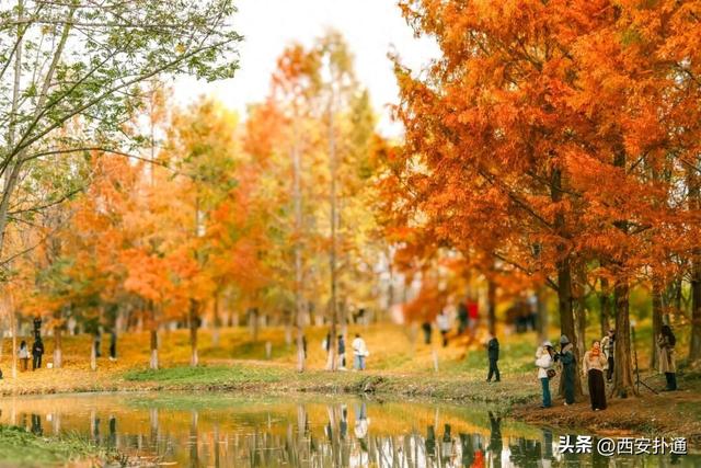 红透了！西安这片水上杉林，已进入最佳观赏期！