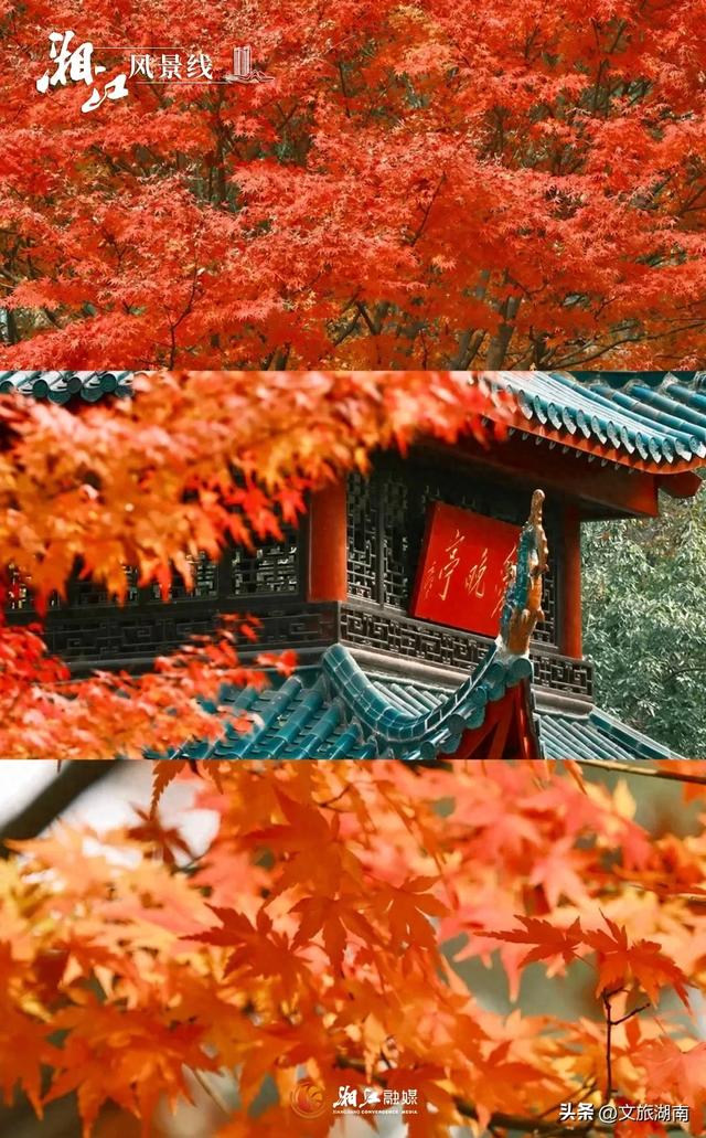 红了!湖南“追枫”地图更新