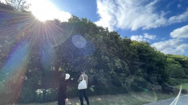 超长夏天“拖后腿”，申城桂花创最晚开放纪录