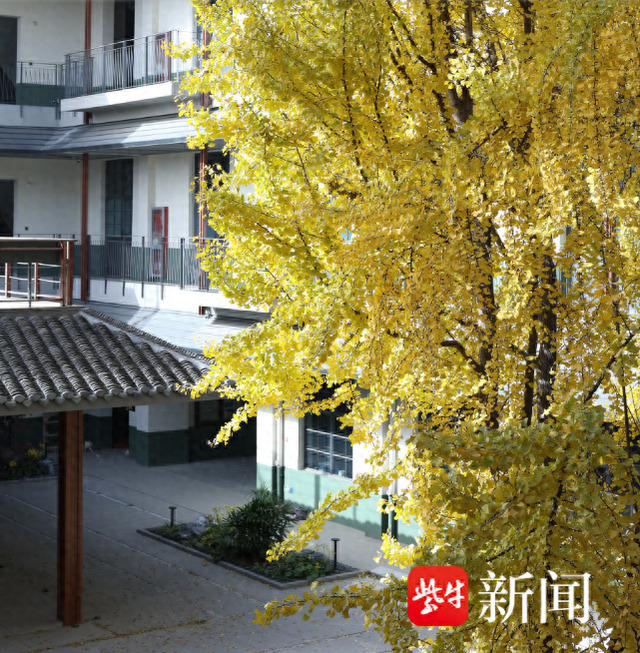 扬州古城古街一棵百年银杏被市民游客持续关注，“网红树”背后传递出城市更新的温度