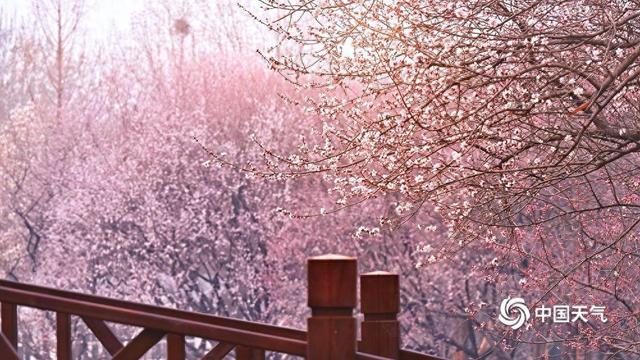 浪漫值拉满 奥森桃花盛开如粉色梦幻仙境