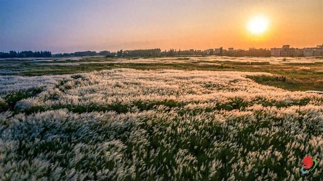 花海走起！湛江秋日限定打卡点！