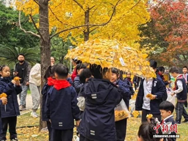 满树金黄落地成“宝” 浙江鹿城“一片叶子”撬动初冬流量
