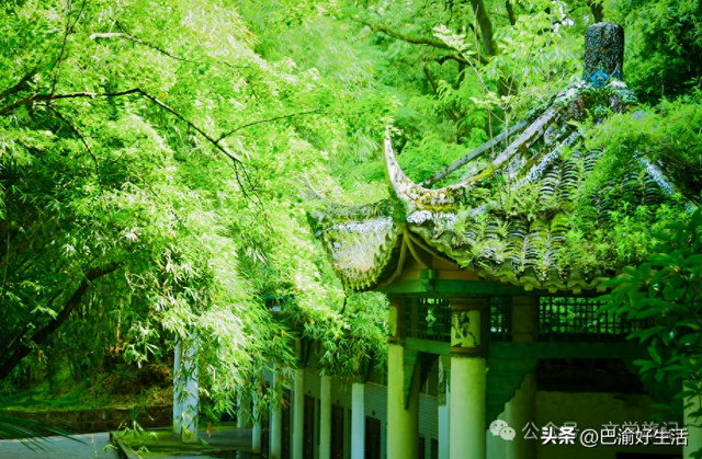 北碚公园竟是"大熊猫"命名地，原来藏着这么多秘密