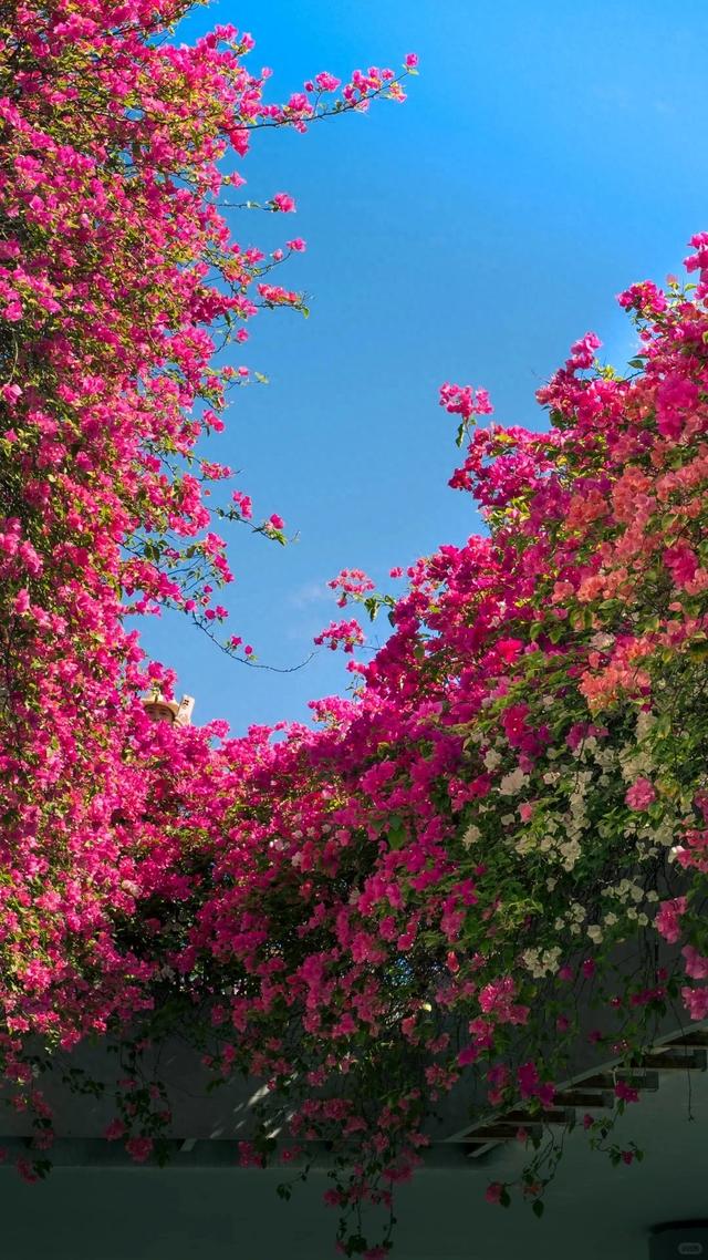 厦门的冬天给北方朋友一点小小震撼~