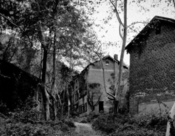 奥特曼猴子队长(陈志龙莲花猴子队活动始末)