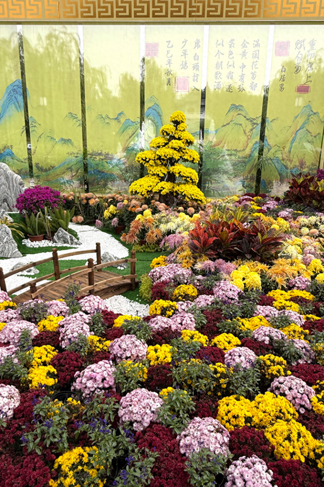 太原一年一度菊花展谁还没看？花团锦簇，韵味无穷，美到窒息！