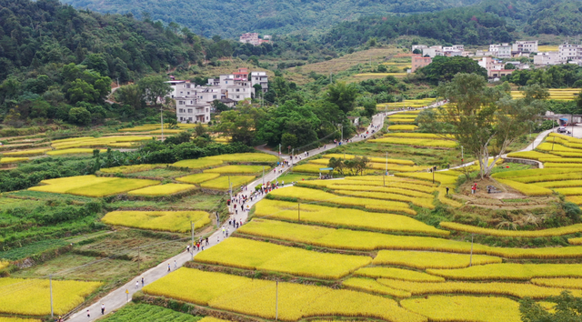 即将开幕！梯田徒步、百鸡宴、音乐会……我在杏花等你来！