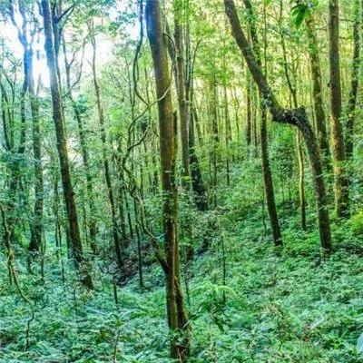 迷你世界雨林版本头像框（微信吉利好运头像 漂亮的热带雨林风光图片）