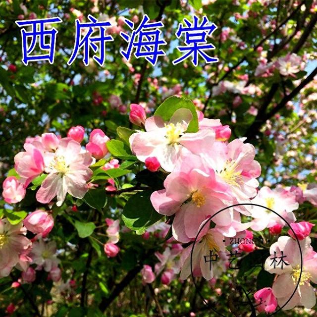 家里为什么不能种海棠树（家里为啥不能养海棠花原因告诉你）