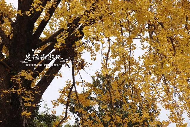 浙江宁波这座山巅古寺的银杏火了，红枫与水杉林也很美，堪比油画