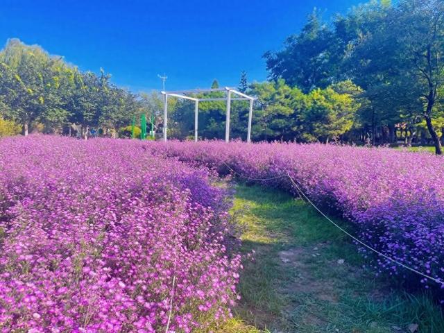 十一别挤热门景点啦！北京这处「植物乐园」藏满闯关、市集、魔术秀~