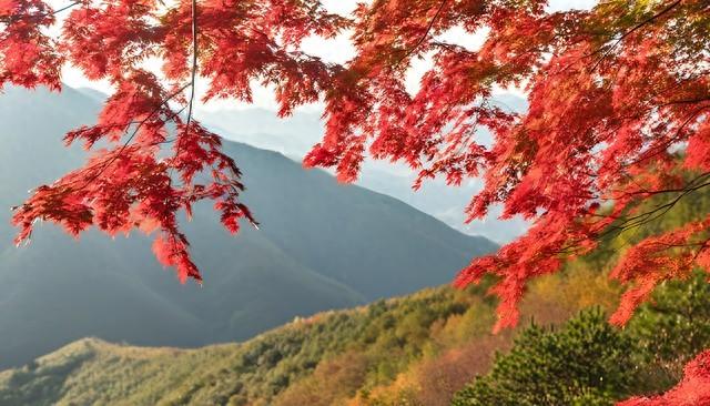 这才是江南秋天的天花板！浙江5大红叶秘境，带你走进古典水彩画