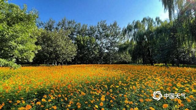 北京奥森公园：一片花海染秋光