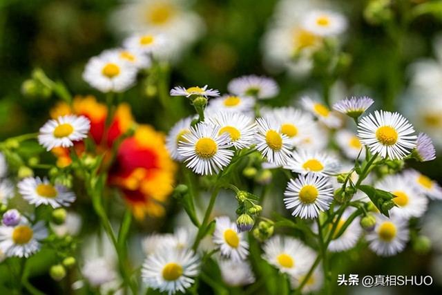 男人若是爱上了一个中年女人	，他的反应，其实会是这样的，很真实