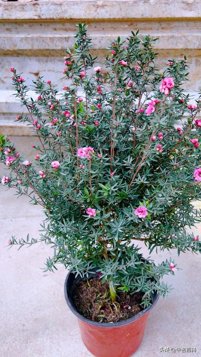 优化的粉松（松红梅养护指南让这娇气小公主在你家绽放欢笑）