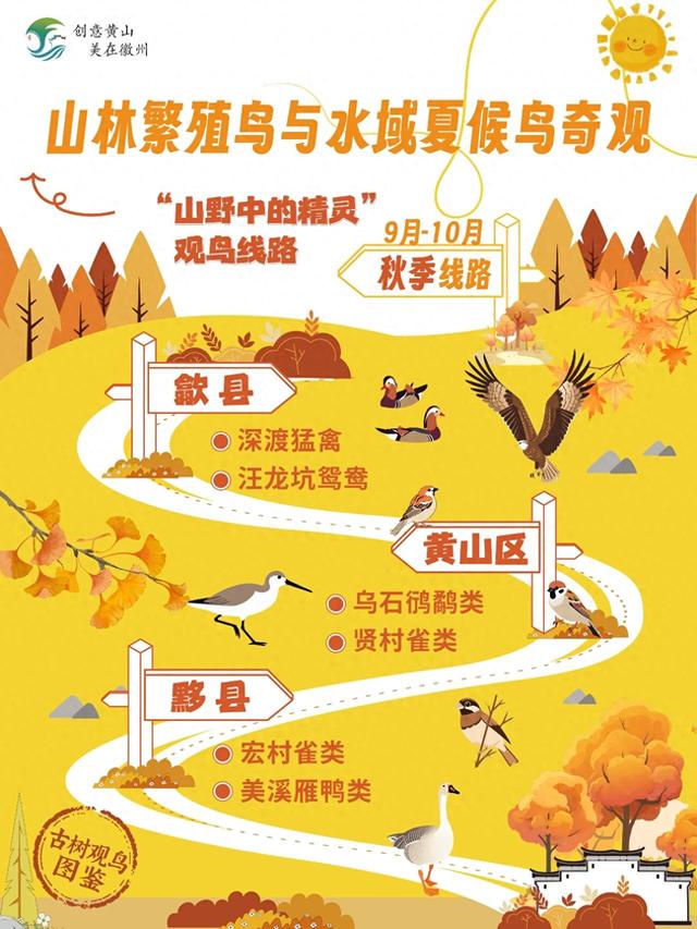 古树观鸟图鉴・观鸟线路① | 哇塞！黄山秋日“山林繁殖鸟与水域夏候鸟奇观”藏满飞羽浪漫🐦～》 | 皖美秋日