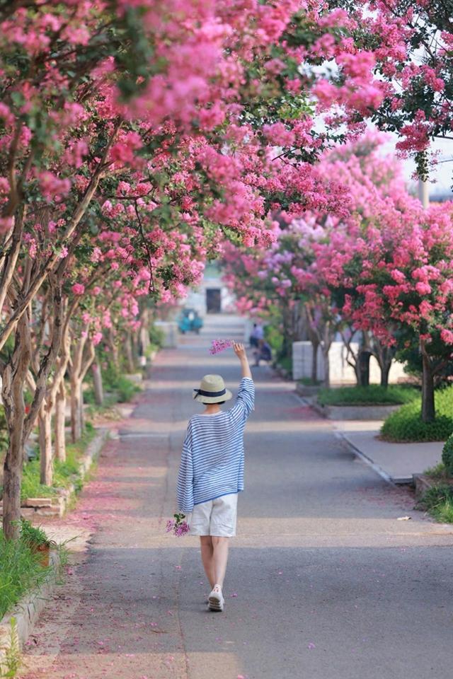 沉醉于花海！日照这个村，太美啦！