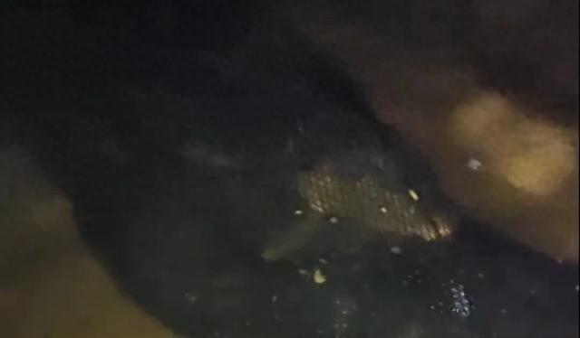 江苏男子钓到罕见龙鳞鲤，据说北京能换套房，朋友建议卖最后放生