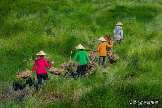 行摄越南，从南到北（8）——莎草地归家&渔女补网&棕榈簸箕船