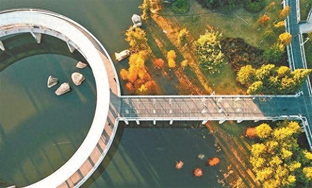 【厦门之美】层林渐染 厦门落羽杉进入最佳观赏期