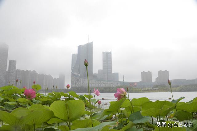 雨中荷花（上）