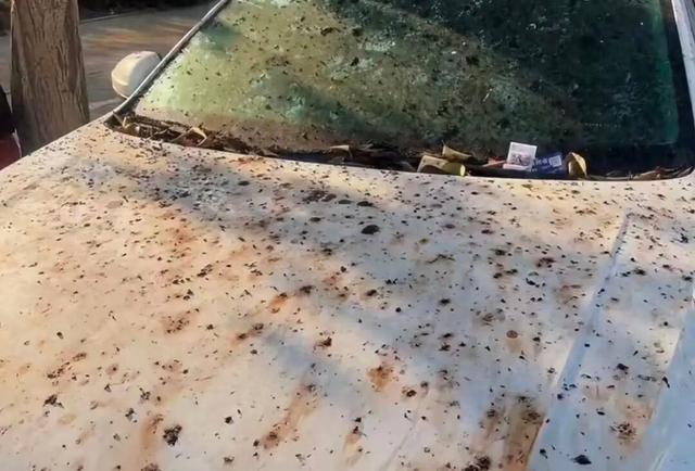 界首街头大量出现！别碰！别吃！